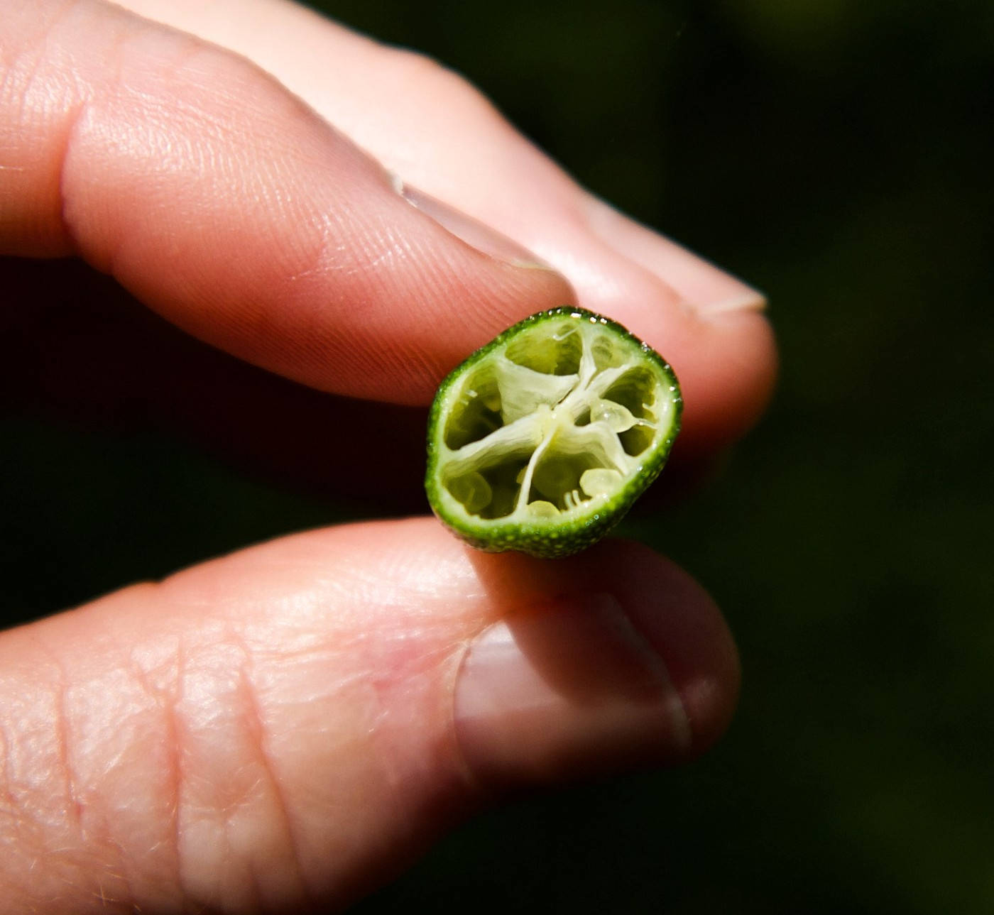 finger lime, green citrus fruit, sliced, HD Desktop Wallpaper