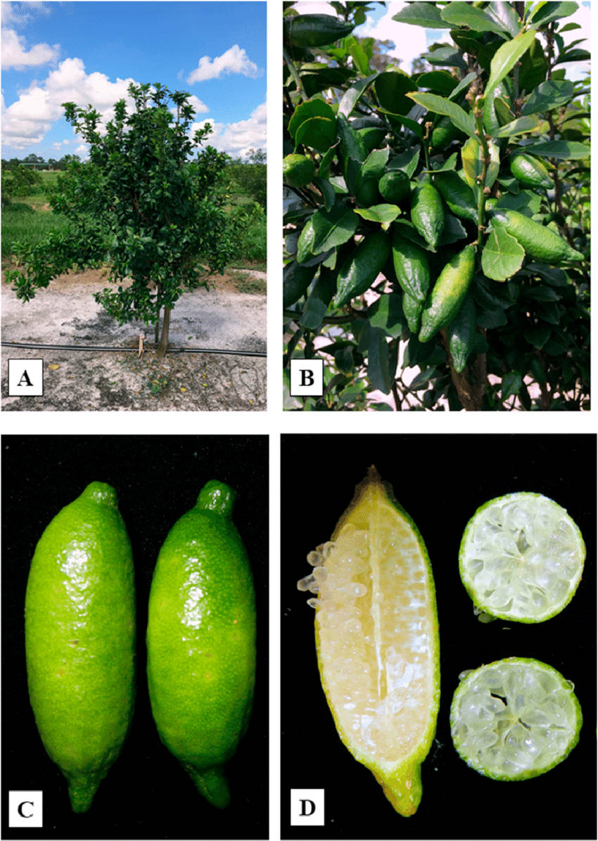 finger lime plant, lime tree, sunny field, SD Phone Wallpaper
