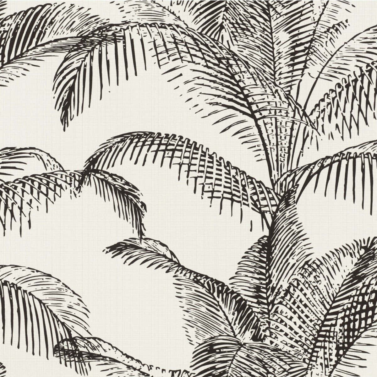 black ink sketch, overlapping palm fronds, textured off-white background, SD Desktop Wallpaper