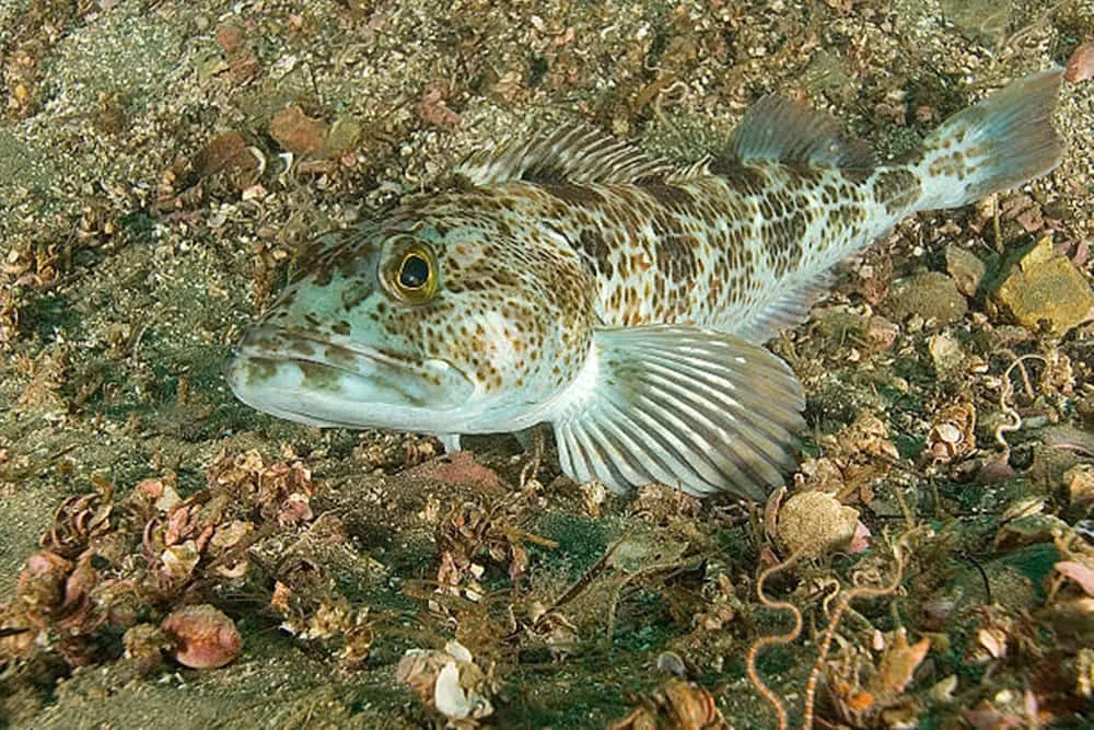 Lingcod