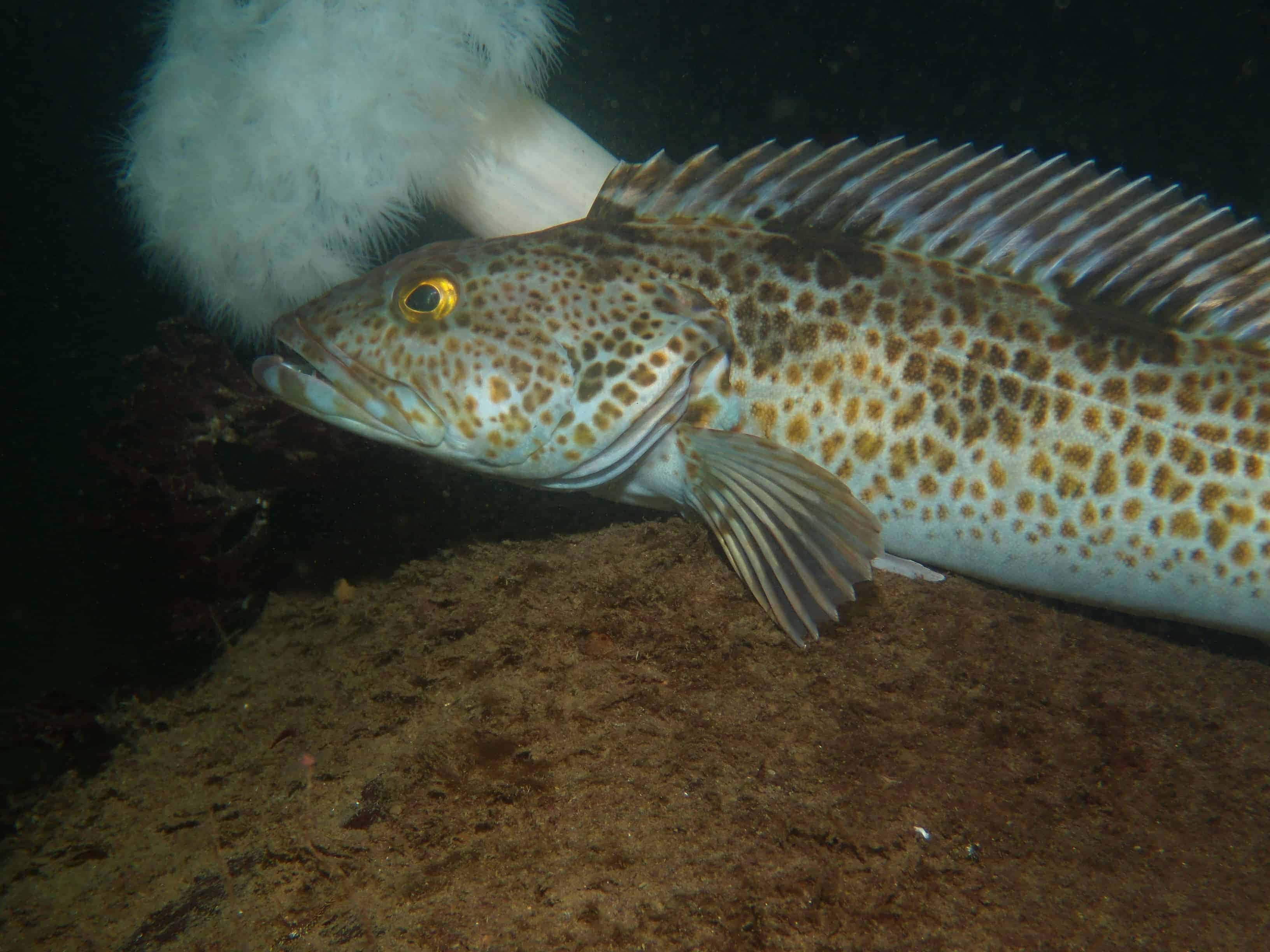 Lingcod, sandy ocean floor, white sea anemone, 2K Desktop Wallpaper