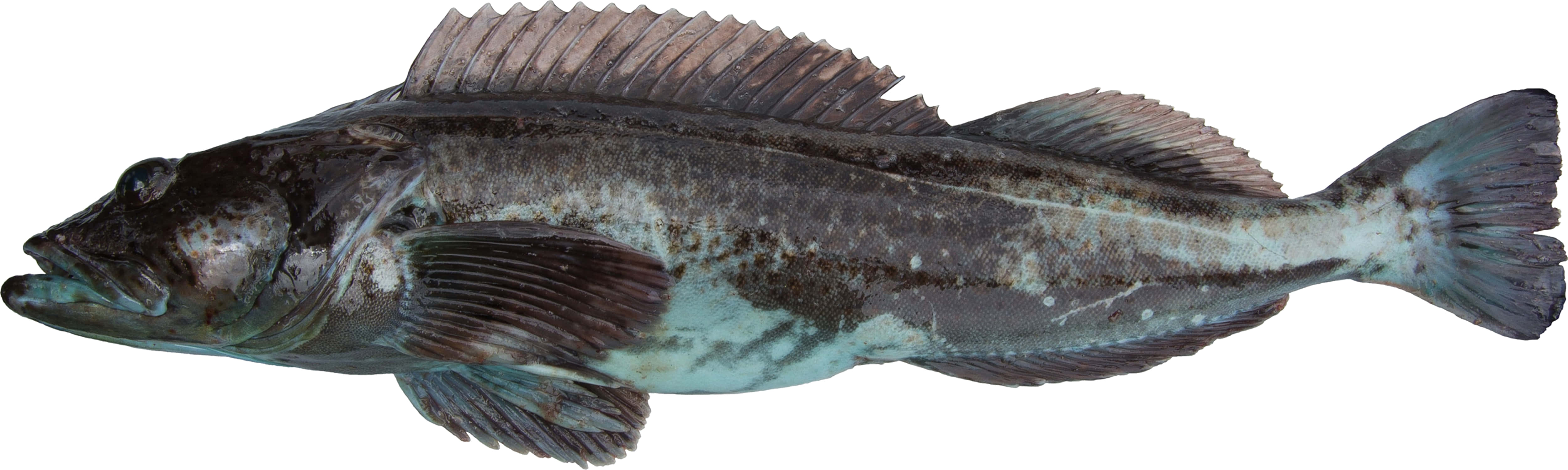 Lingcod, dark mottled fish, spiky dorsal fins, 4K Desktop Wallpaper