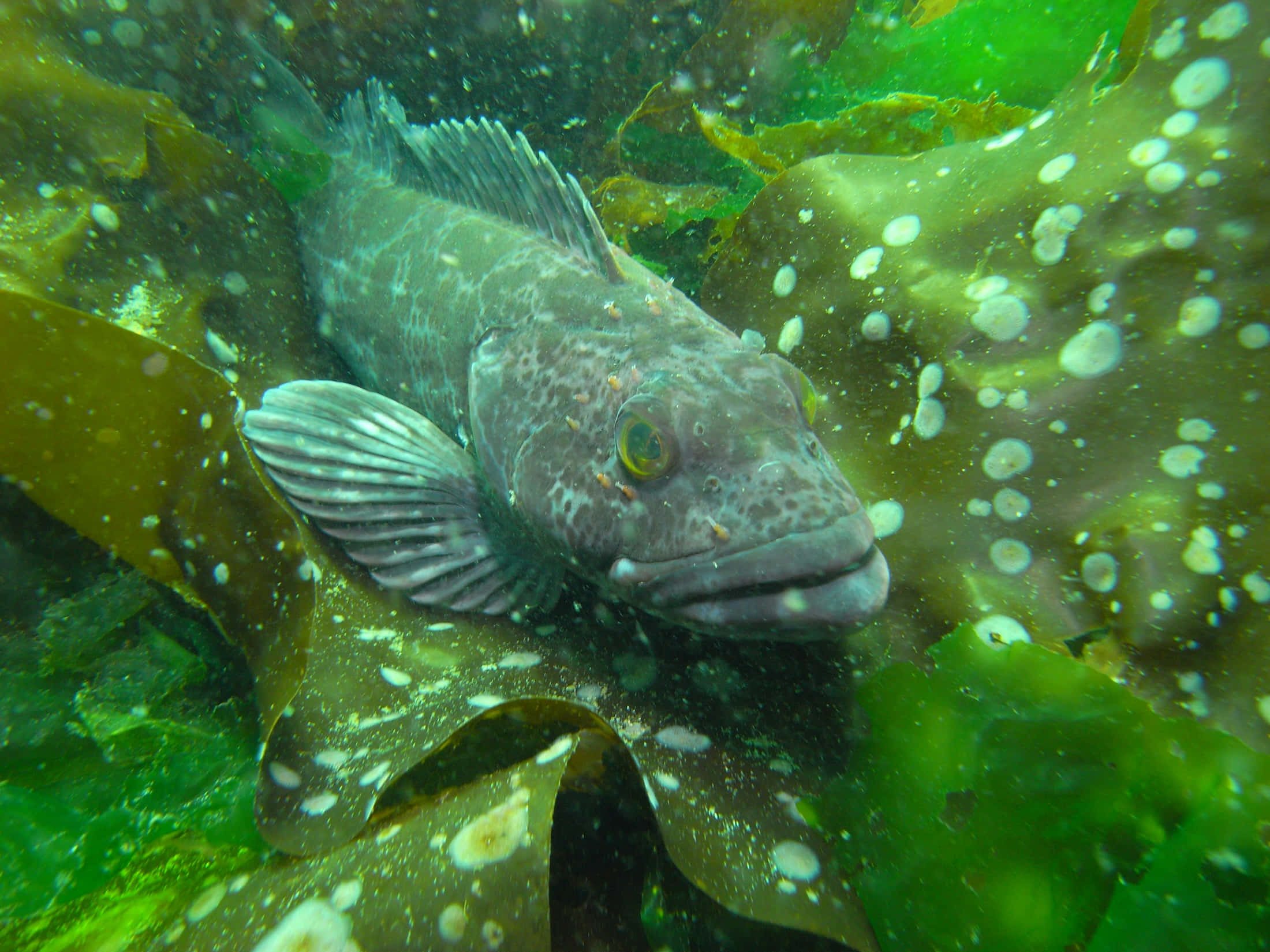 Lingcod, kelp forest, speckled fish, Full HD Desktop Wallpaper