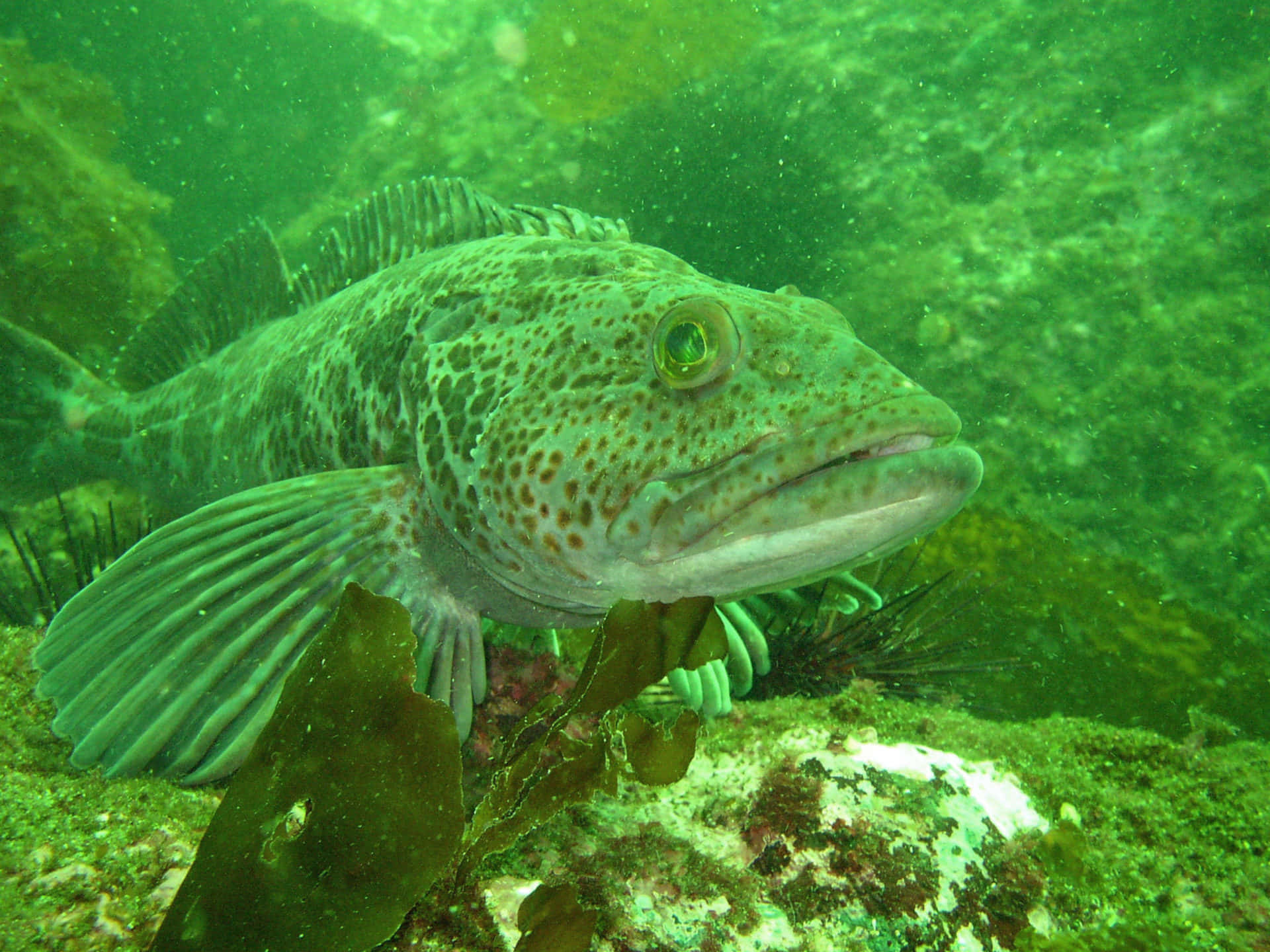 Lingcod, spotted green fish, seaweed, Full HD Desktop Wallpaper