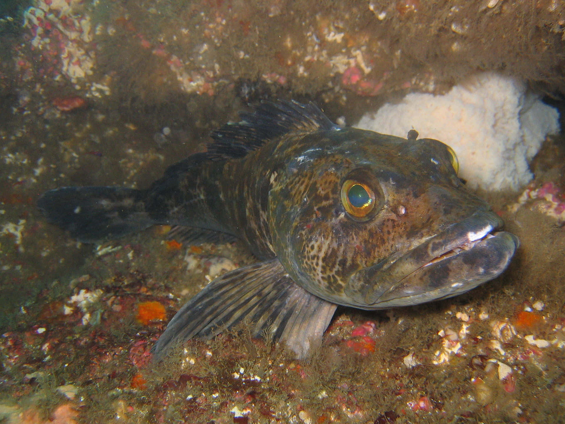 Lingcod, natural habitat, speckled fish, Full HD Desktop Wallpaper