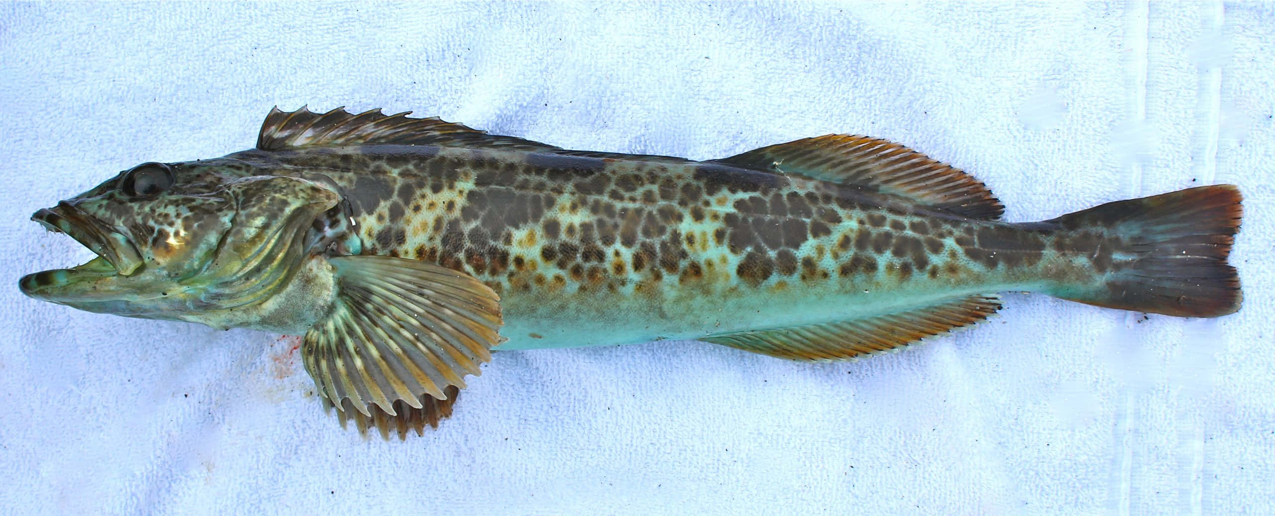 Lingcod, spotted fish, mottled brown and green scales, 2K Desktop Wallpaper