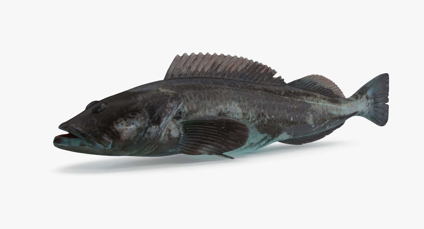 Lingcod, dark gray, prominent dorsal fin, HD Desktop Wallpaper