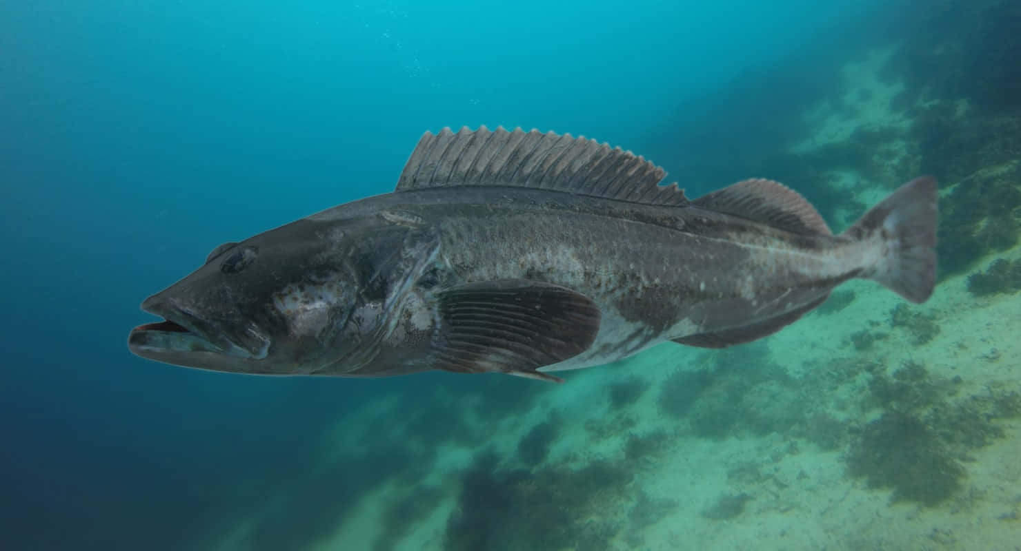 Lingcod, dark fish, spiky dorsal fin, HD Desktop Wallpaper