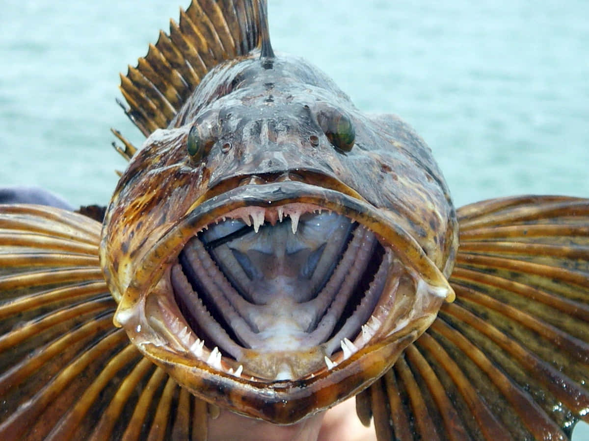 Lingcod, mouth open, sharp teeth, SD Desktop Wallpaper