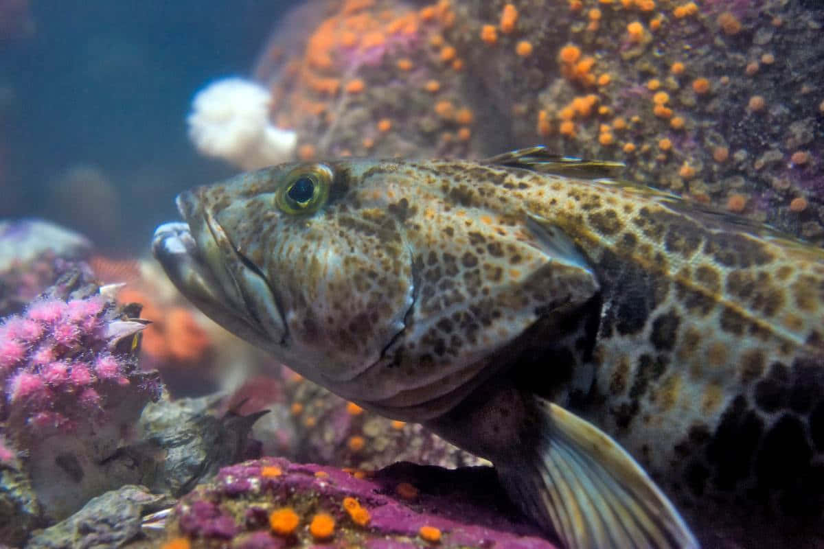 Lingcod, green eyes, pink and orange coral, SD Desktop Wallpaper