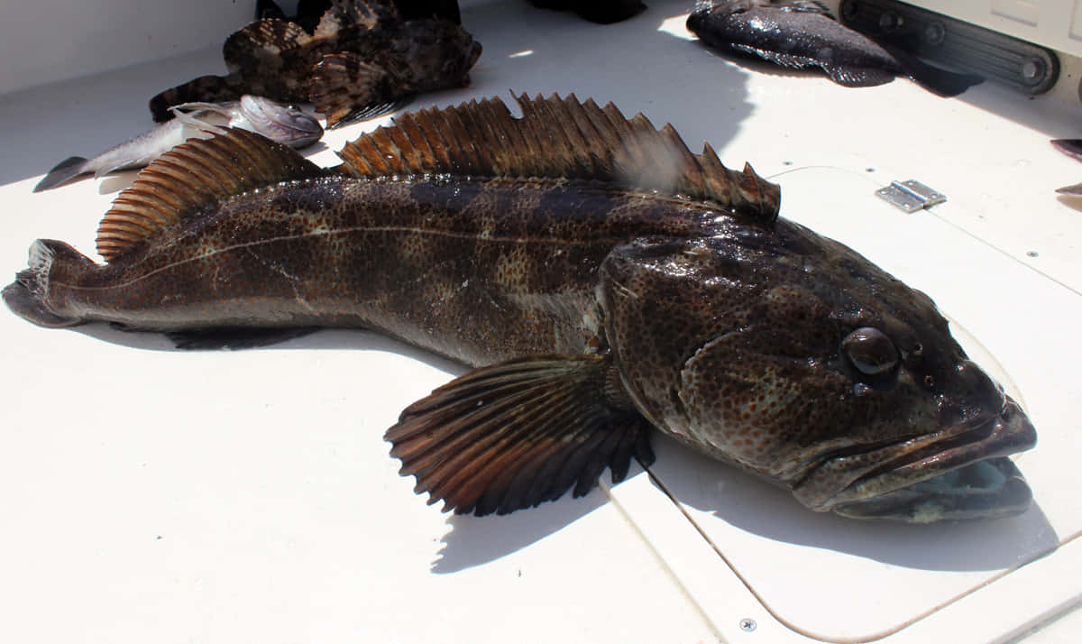 lingcod, dark spotted fish, spiky dorsal fins, SD Desktop Wallpaper