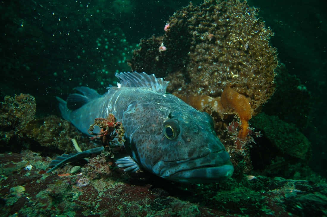 Lingcod, rocky ocean floor, coral, SD Desktop Wallpaper