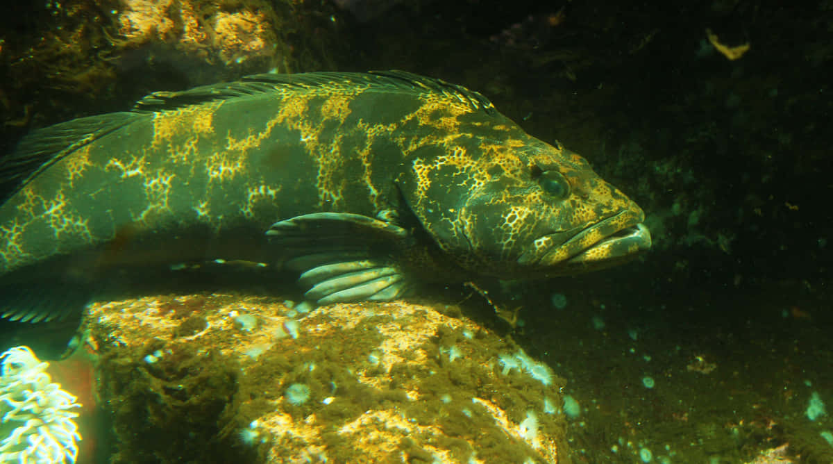Lingcod, mossy rock, murky underwater waters, SD Desktop Wallpaper