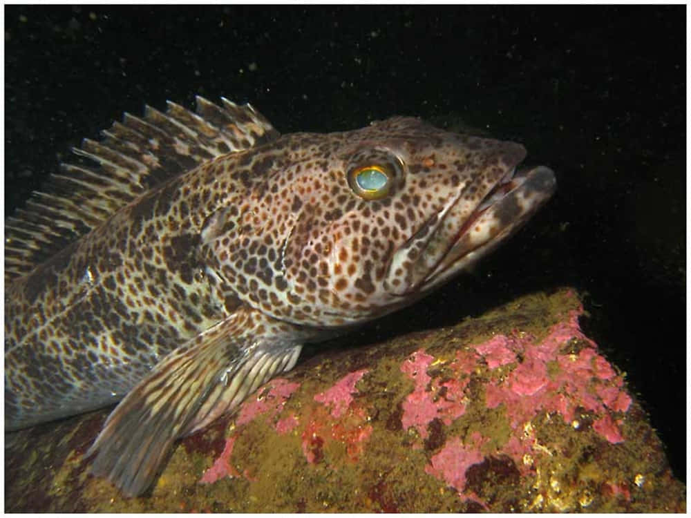 Lingcod, underwater habitat, pink and green coral, SD Desktop Wallpaper