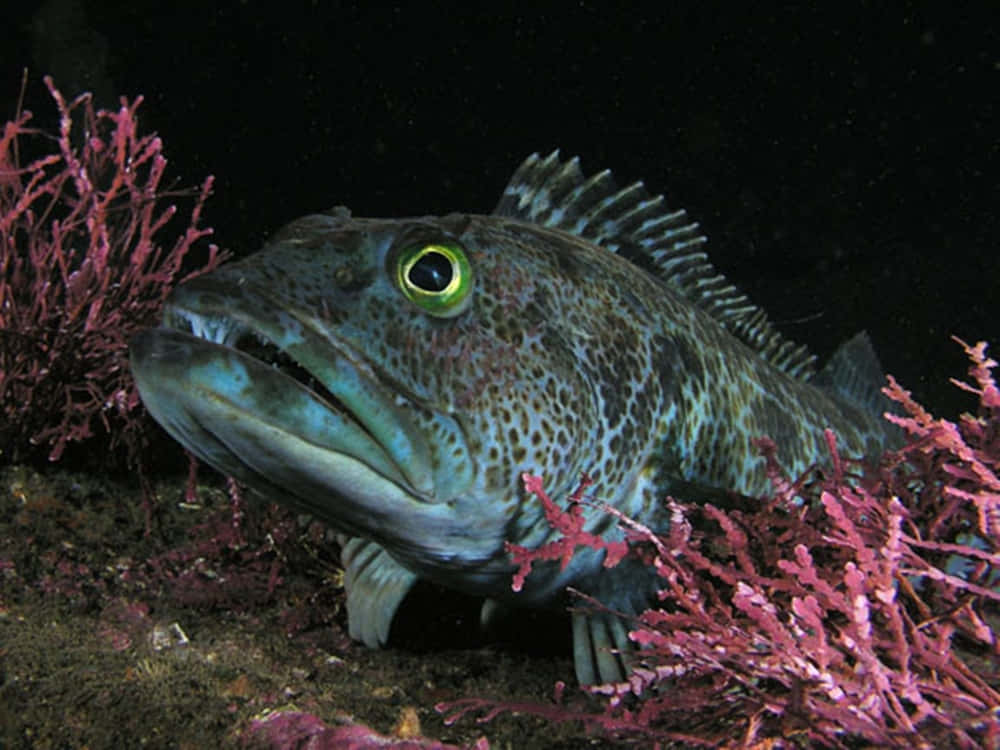 Lingcod, glowing green eye, vibrant pink coral, SD Desktop Wallpaper