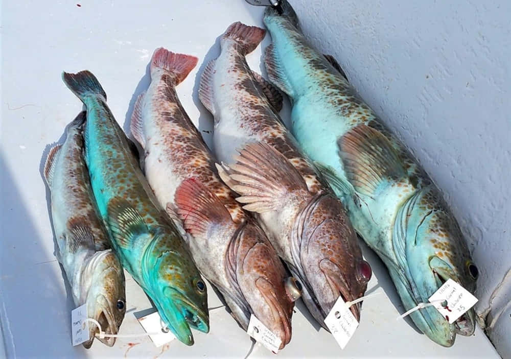 colorful lingcod, freshly caught fish, white surface, SD Desktop Wallpaper