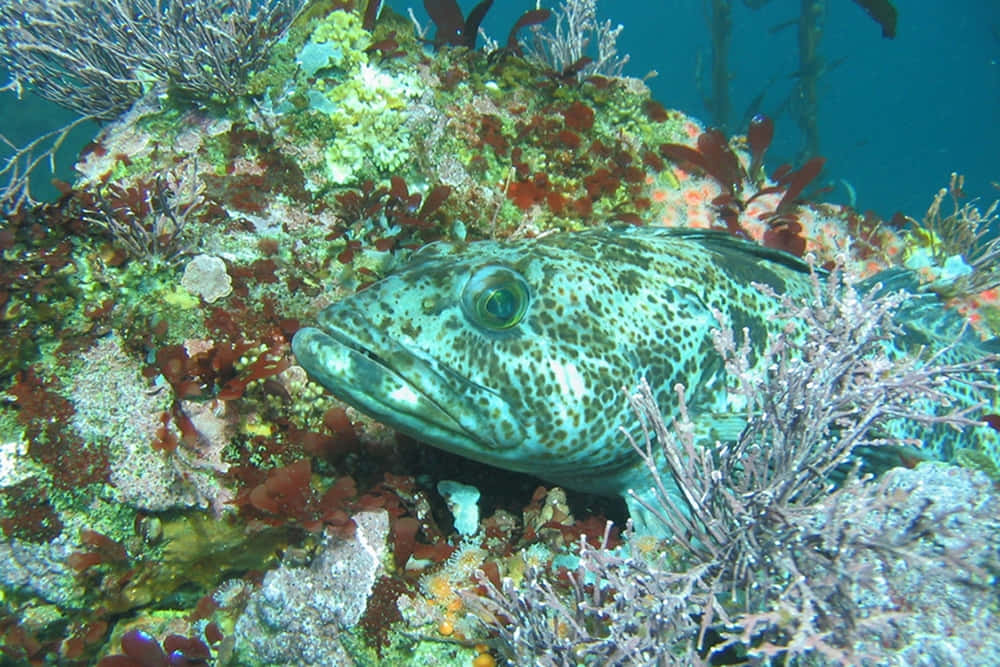 Lingcod, coral, seaweed, SD Desktop Wallpaper