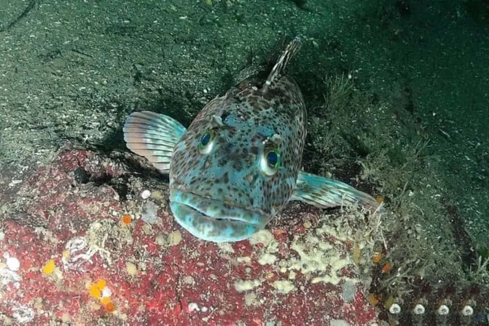Lingcod, rocky seafloor, speckled fish, SD Desktop Wallpaper
