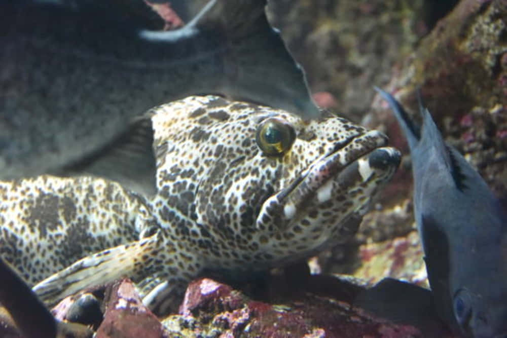 Lingcod, natural habitat, spotted fish, SD Desktop Wallpaper