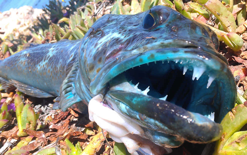 Lingcod, blue-spotted fish, sharp teeth, SD Desktop Wallpaper