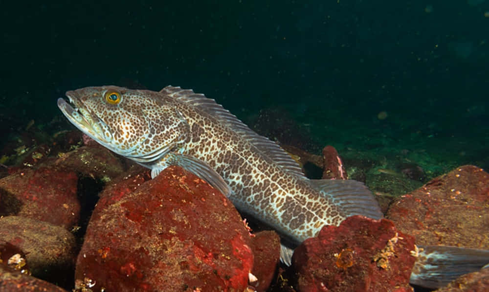 Lingcod, yellow eye, red rocks, SD Desktop Wallpaper