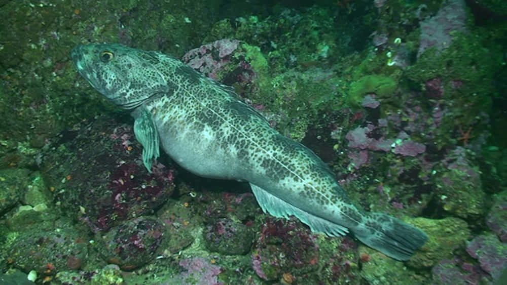 Lingcod, vibrant green coral, pink coral, SD Desktop Wallpaper