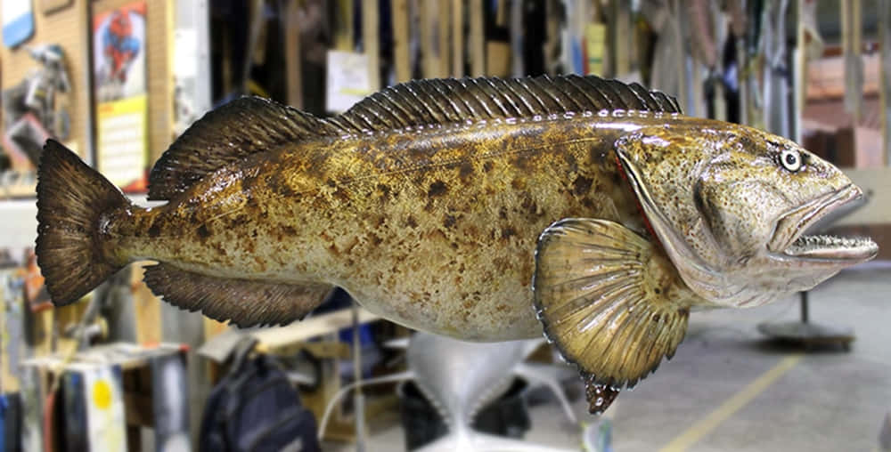 Lingcod, spotted fish, detailed scales, SD Desktop Wallpaper