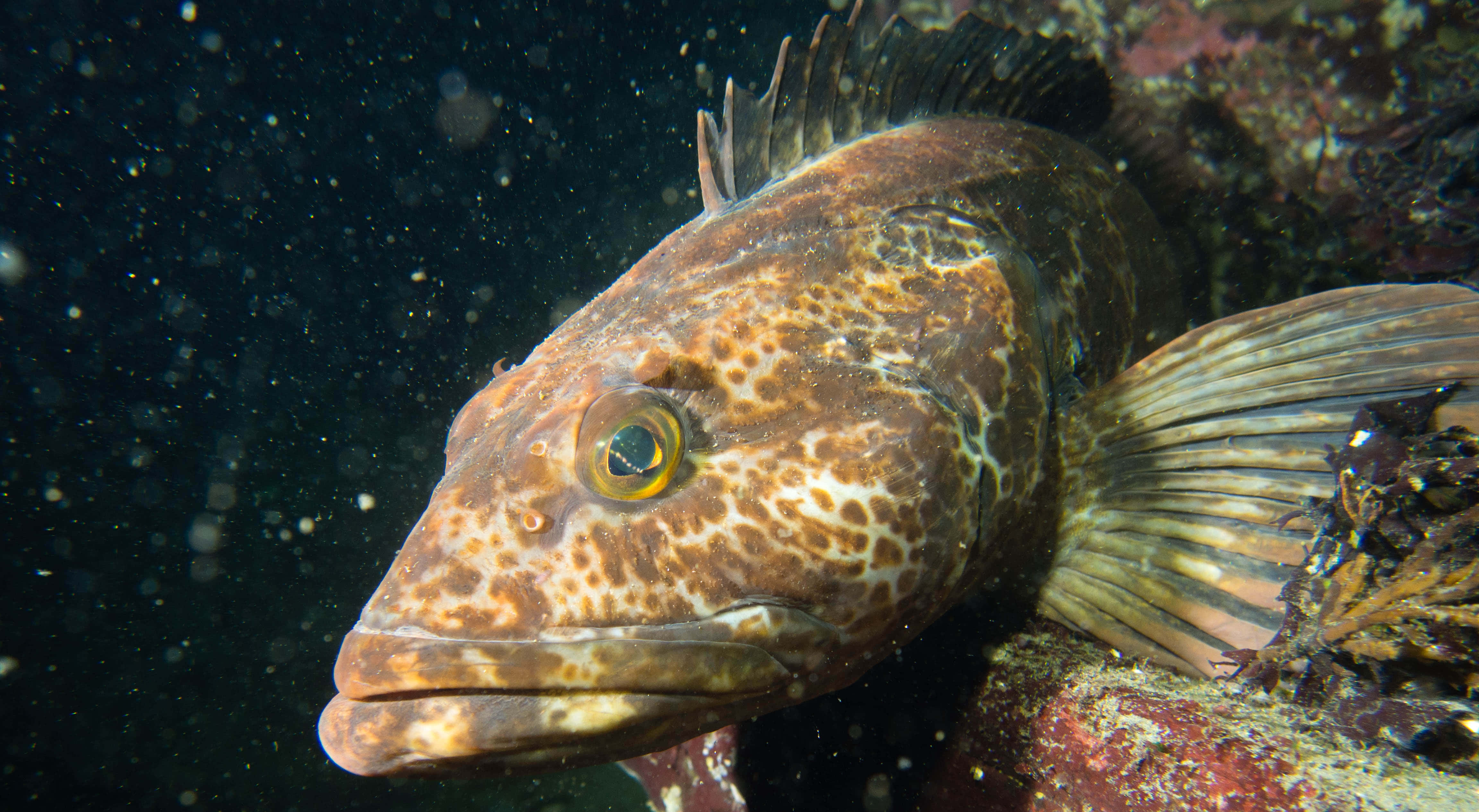 Lingcod, speckled brown fish, yellow eye, 4K Desktop Wallpaper