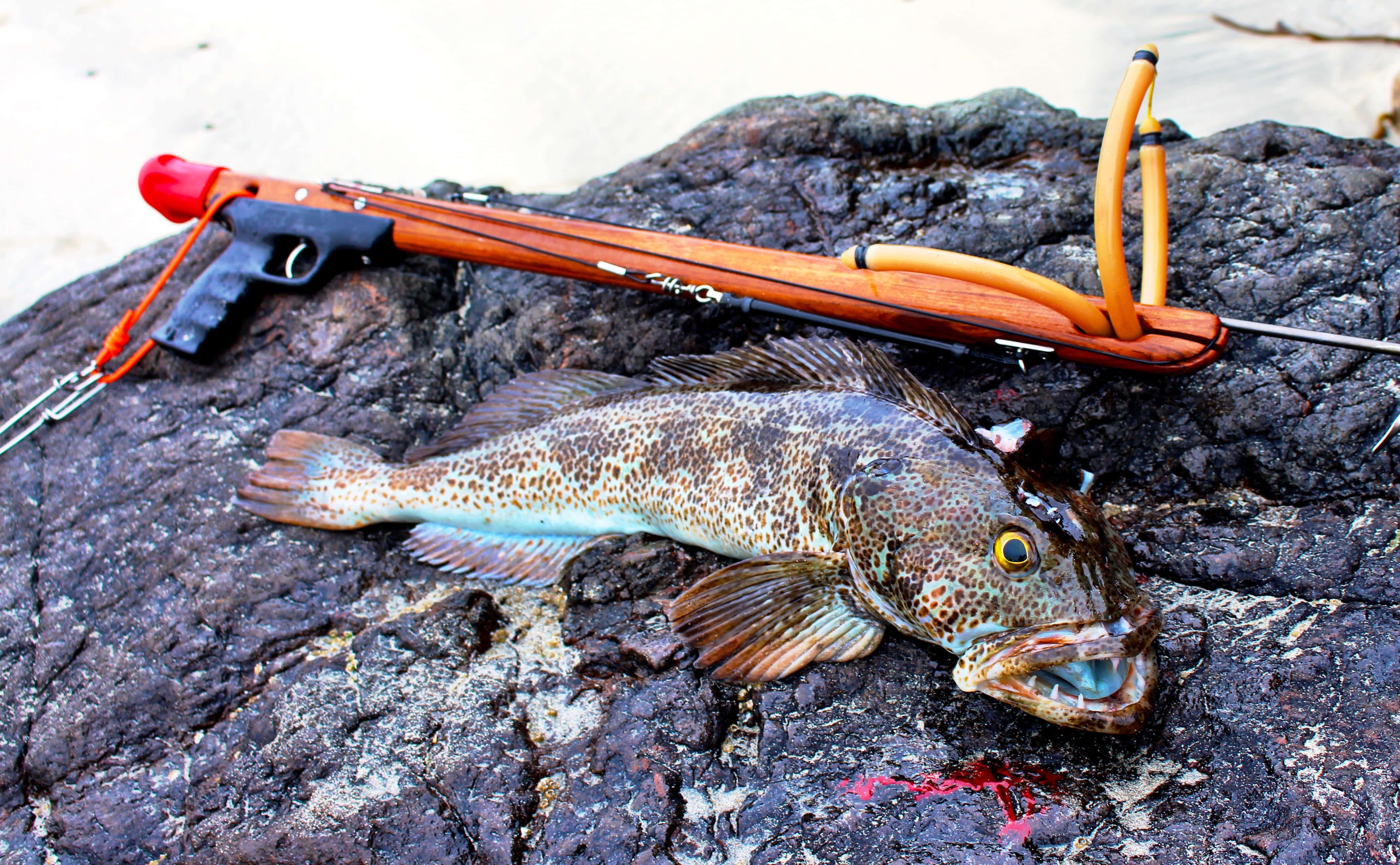 Lingcod, wooden speargun, orange bands, 4K Desktop Wallpaper