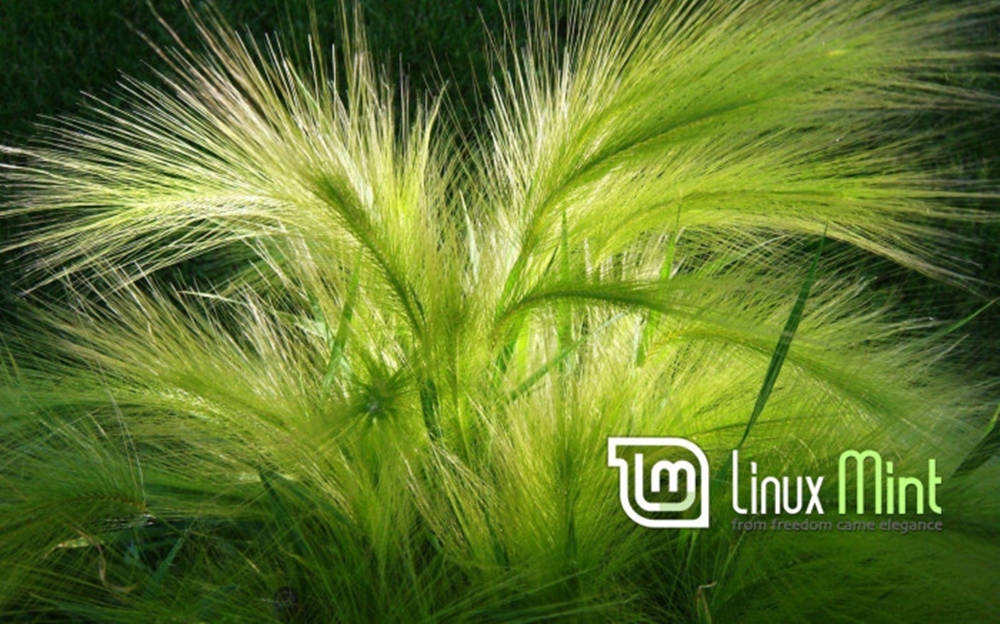 Linux Mint, foxtail, barley, SD Desktop Wallpaper