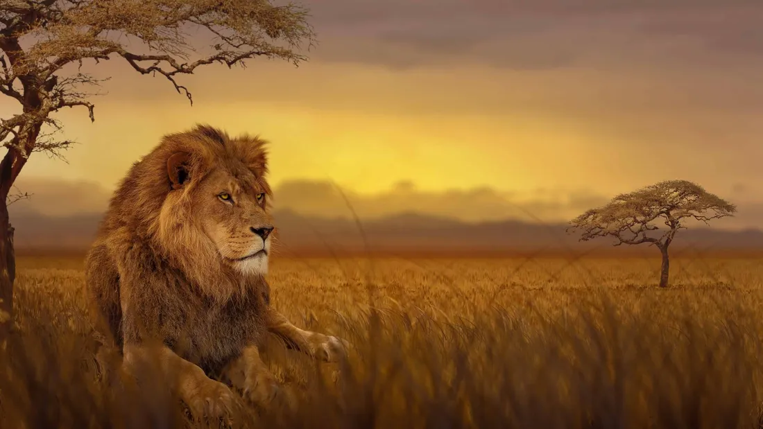 Lion And Tiger
