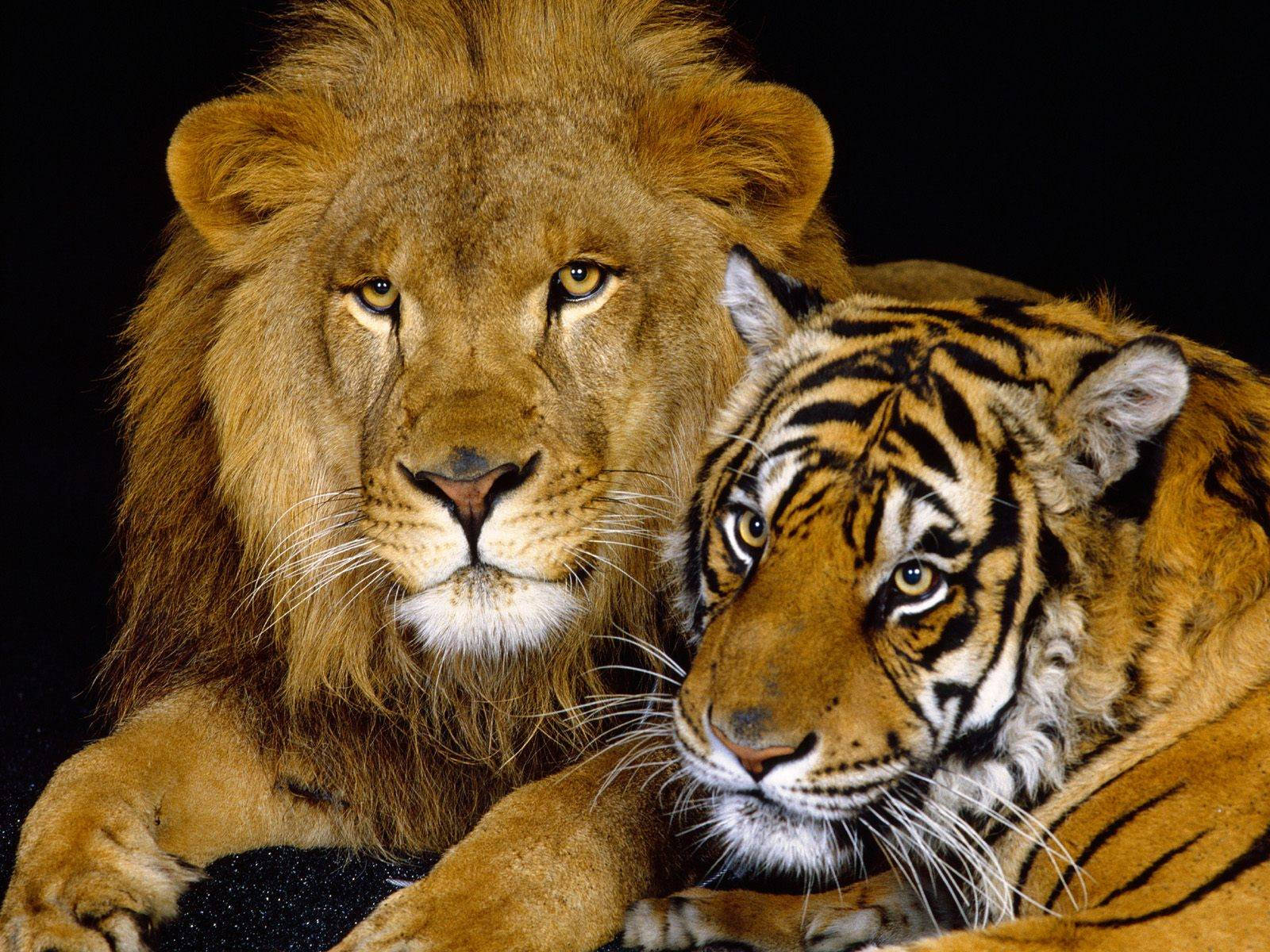 Lion And Tiger, stark black background, intense gazes, HD Desktop Wallpaper