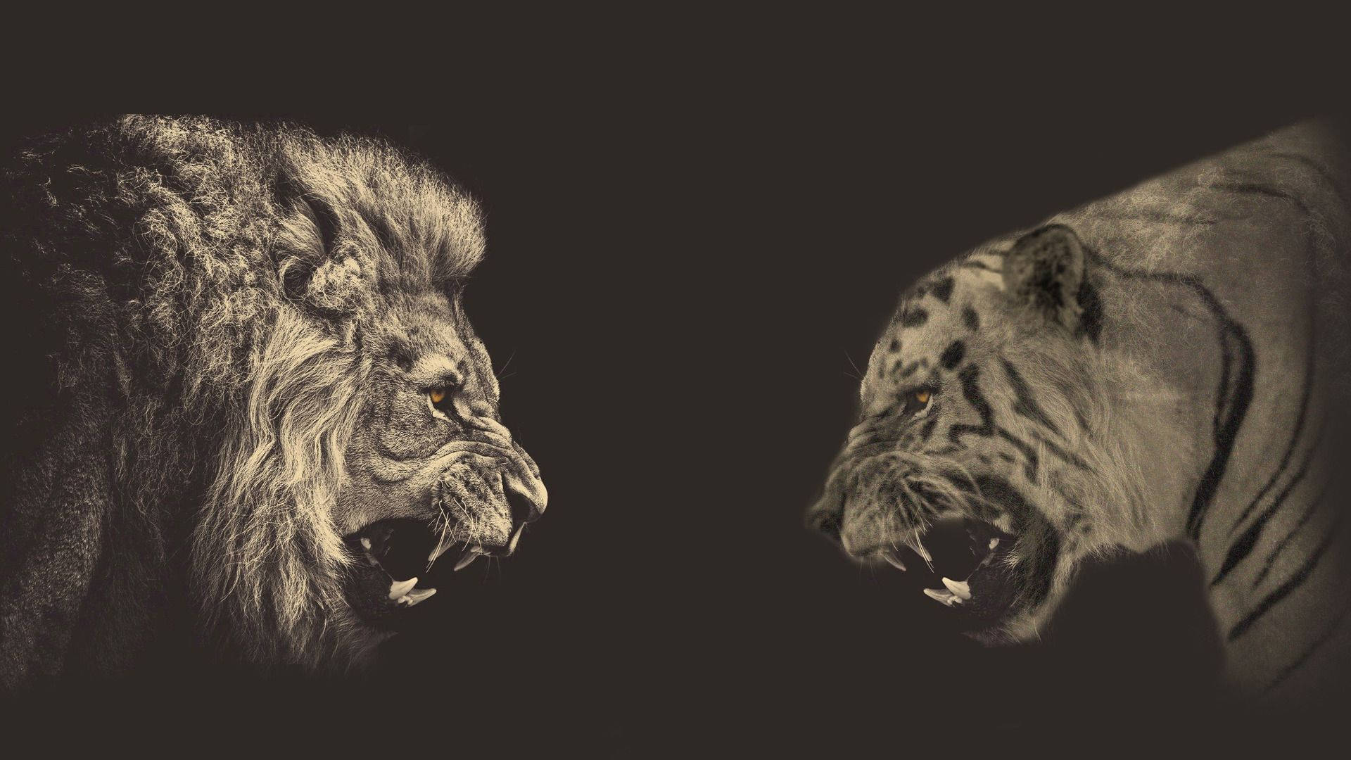 Lion And Tiger, monochrome, dark background, Full HD Desktop Wallpaper