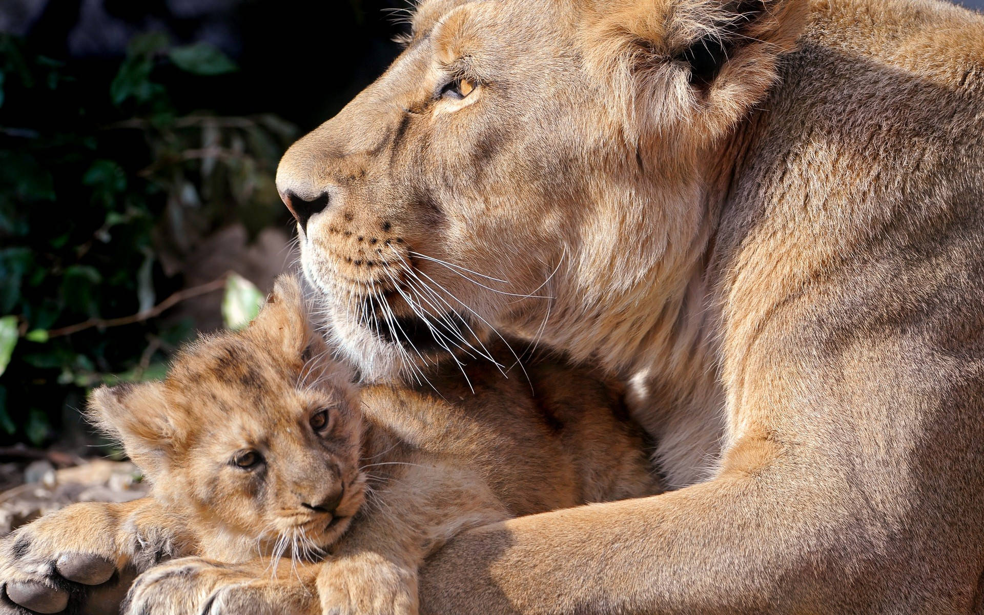 lioness, cub, sunlit natural setting, Full HD Desktop Wallpaper