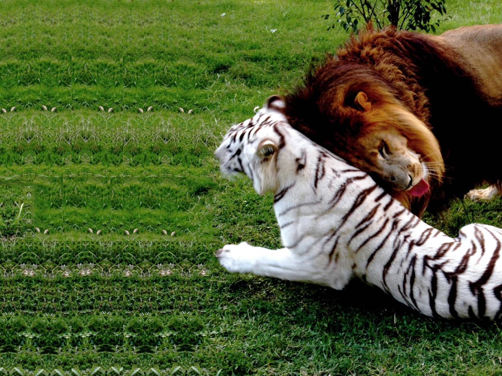lion, white tiger, vibrant green grass, HD Desktop Wallpaper