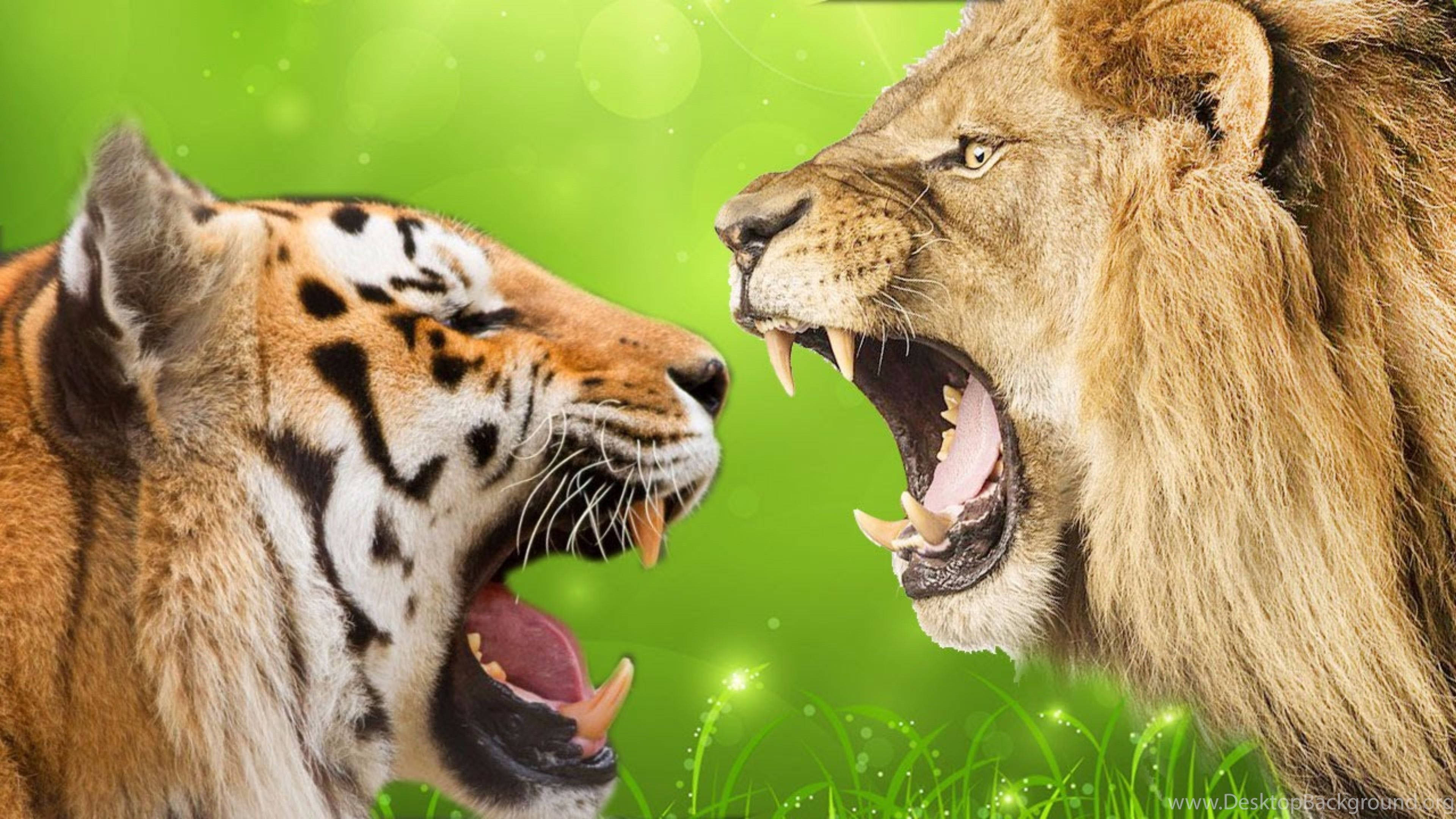roaring lion, roaring tiger, vibrant green grassy backdrop, 4K Desktop Wallpaper