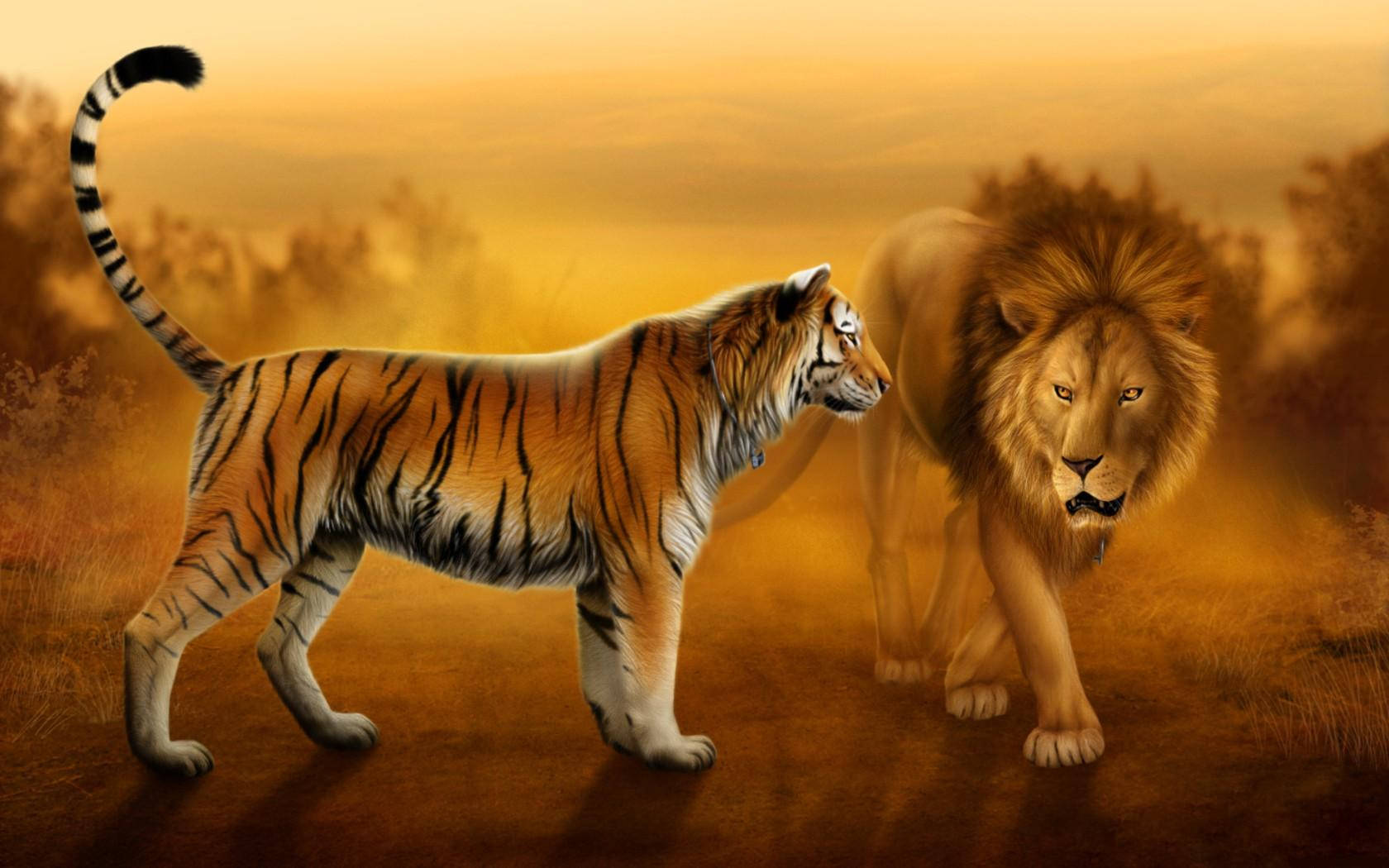 Lion And Tiger, golden-hued savanna, sunset, HD Desktop Wallpaper
