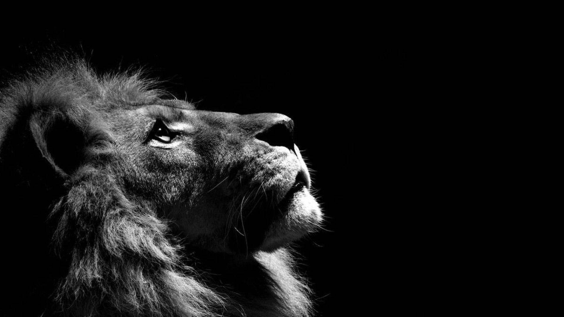 Amazung 3D Lion Desktop, lion's profile, high-contrast black and white, Full HD Desktop Wallpaper
