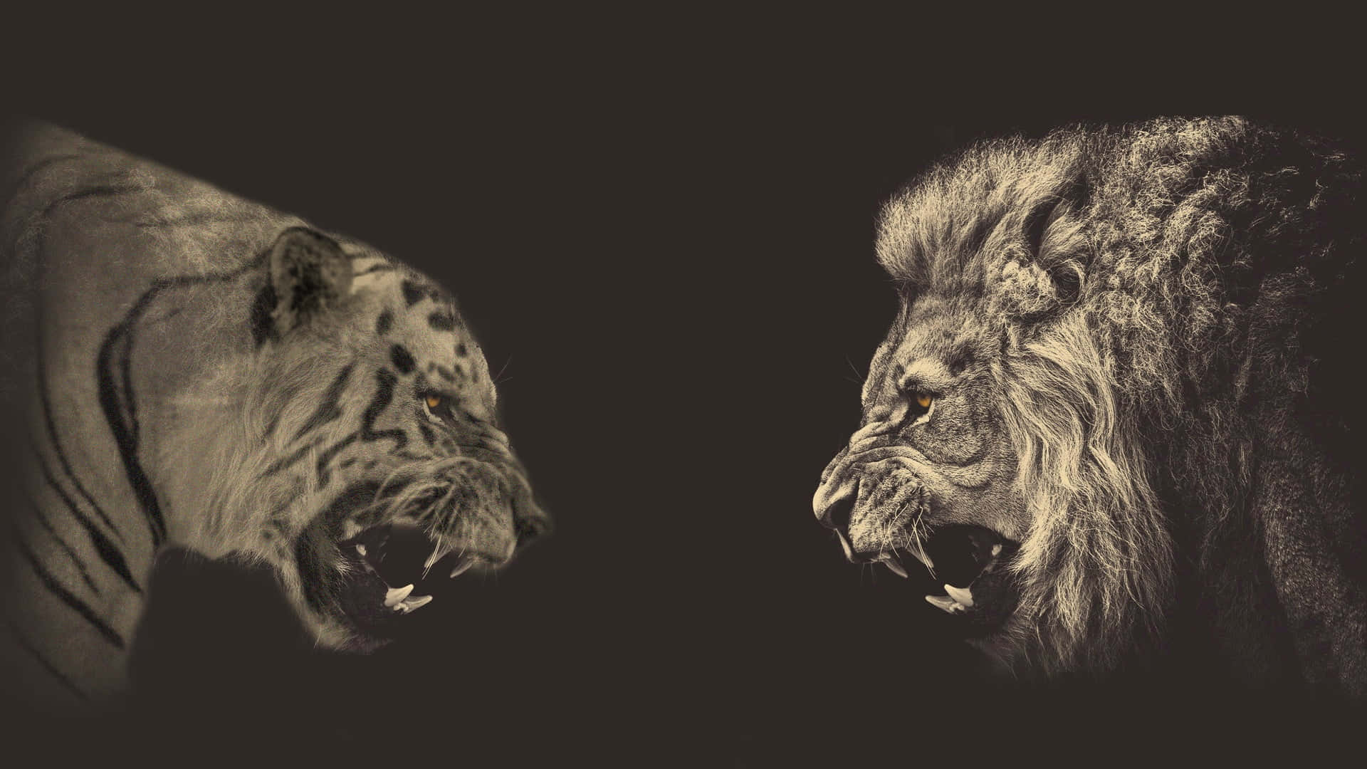 Tiger And Lion Face Art, white tiger, roaring lion, Full HD Desktop Wallpaper