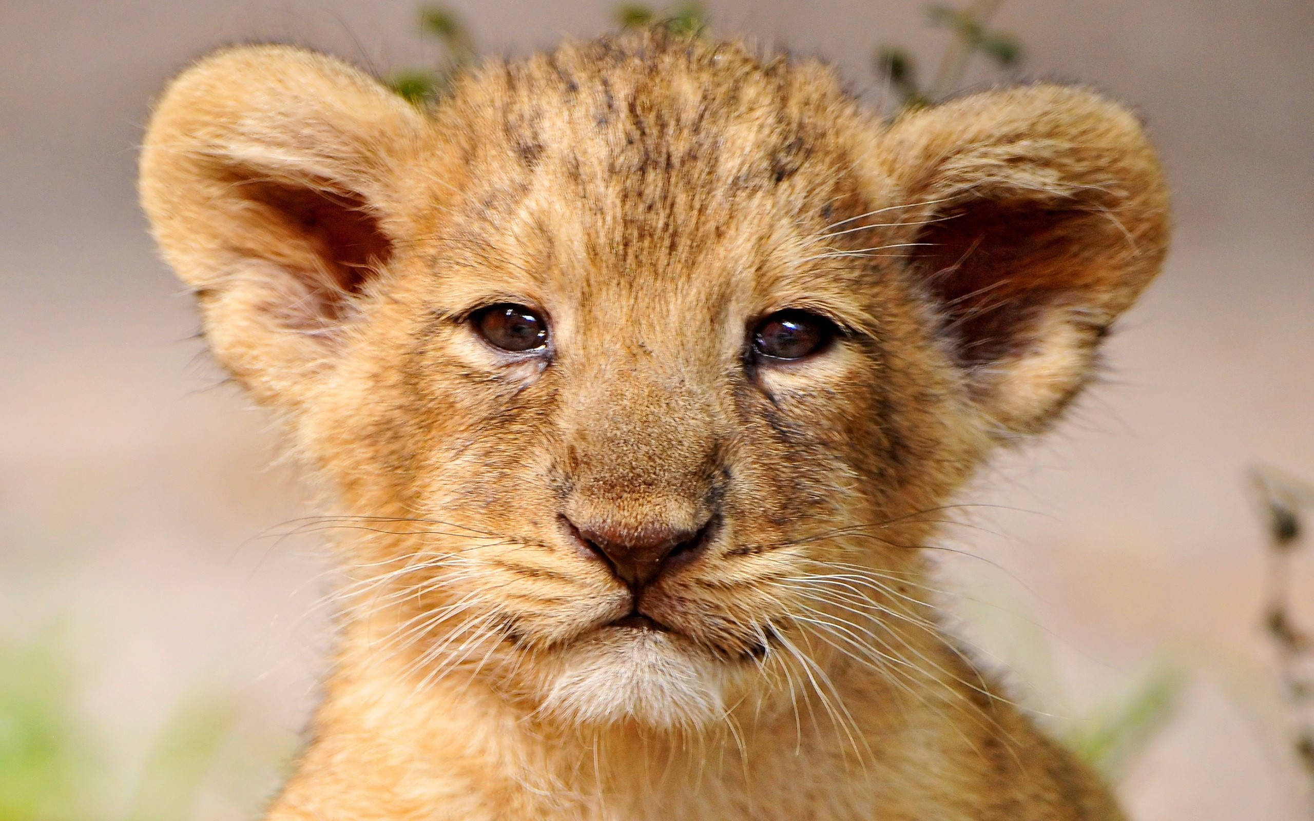 lion cub, golden fur, dark eyes, 2K Desktop Wallpaper