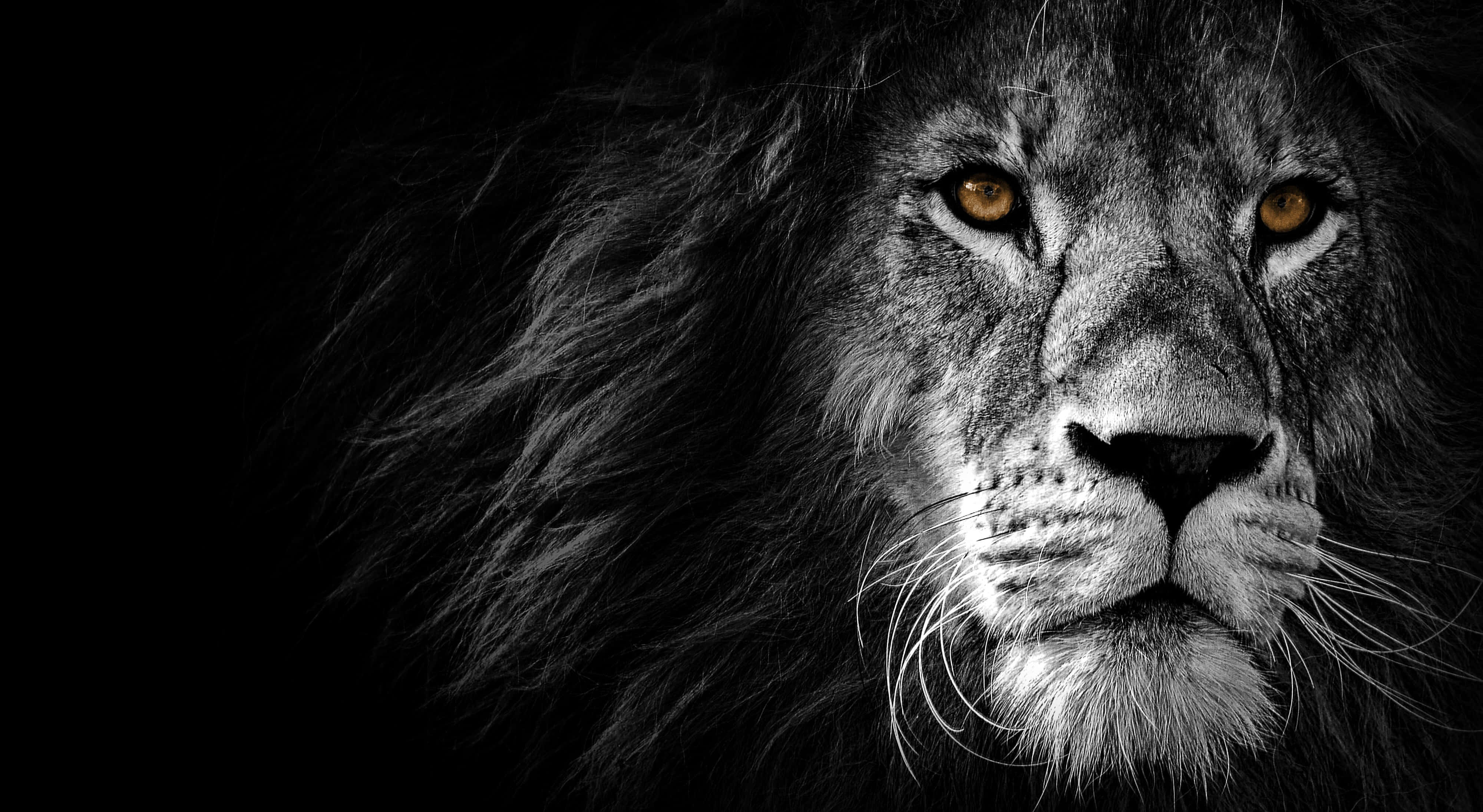 black and white lion, majestic male lion, piercing amber eyes, 4K Desktop Wallpaper
