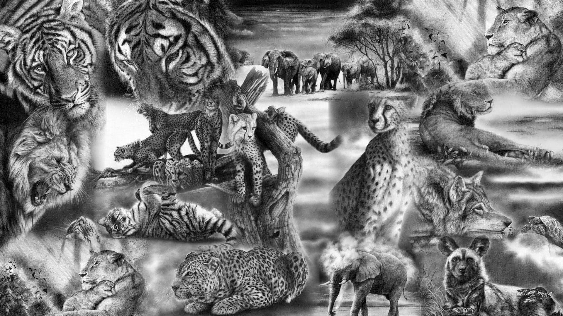 monochrome lion and tiger collage, black and white collage, fierce wild cats, Full HD Desktop Wallpaper