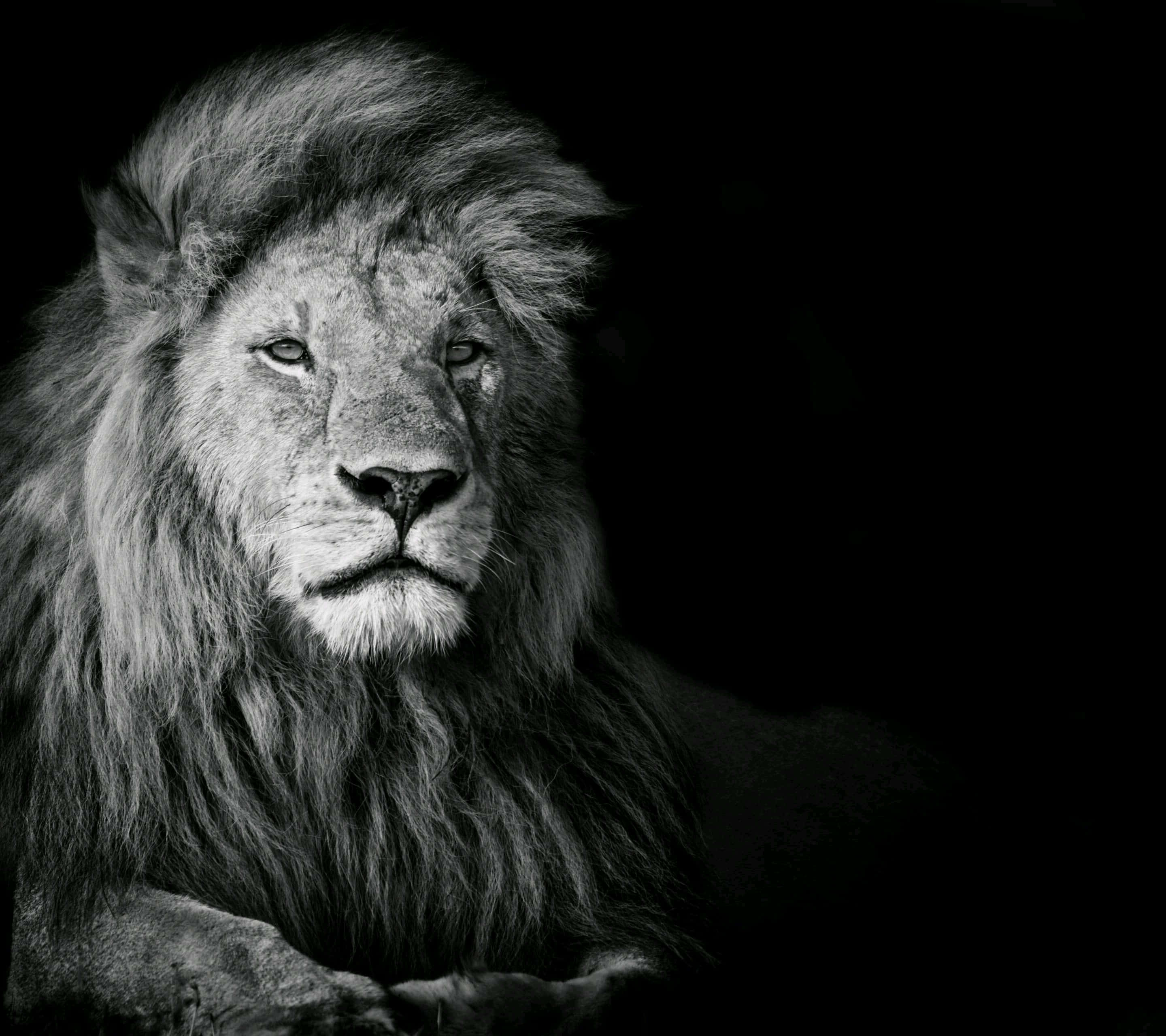 black and white lion, male lion, full mane, 2K Desktop Wallpaper