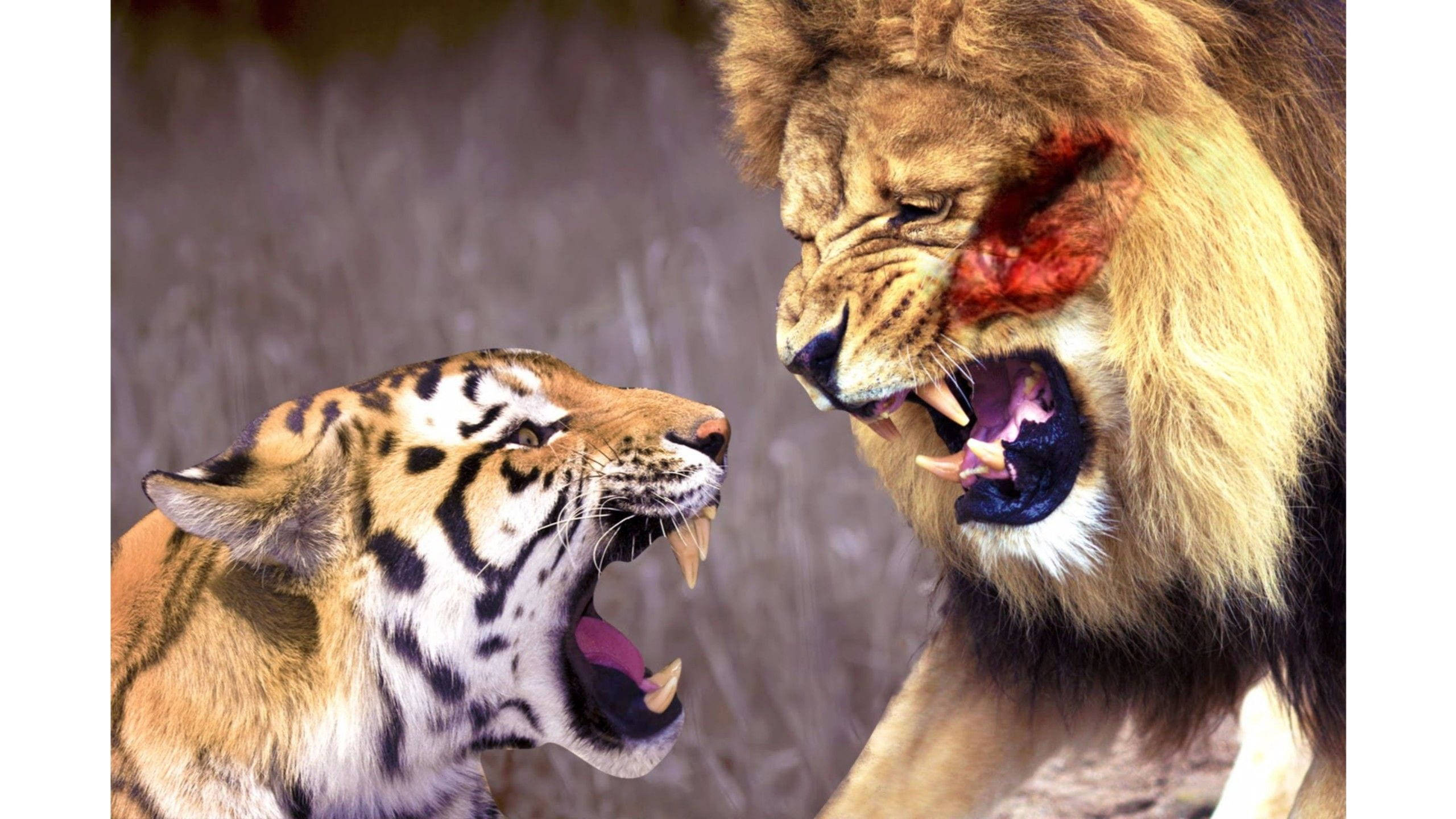 tiger, lion, wounded male lion, 2K Desktop Wallpaper