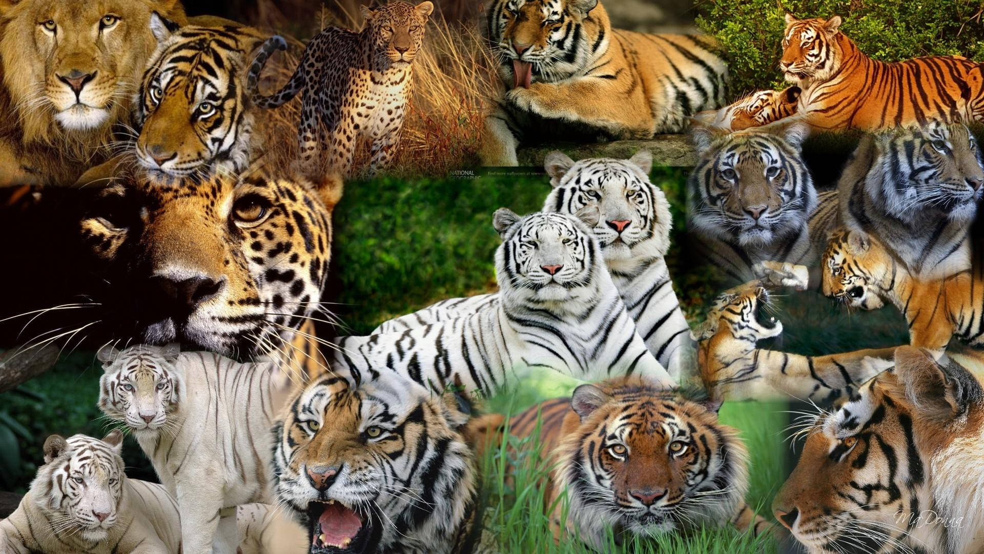 Lion And Tiger Collage, tigers, leopards, Full HD Desktop Wallpaper
