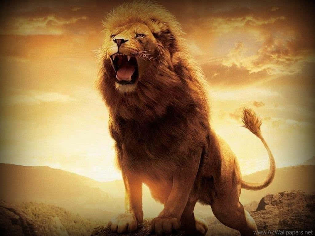 roaring lion, majestic male lion, rocky outcrop, SD Desktop Wallpaper