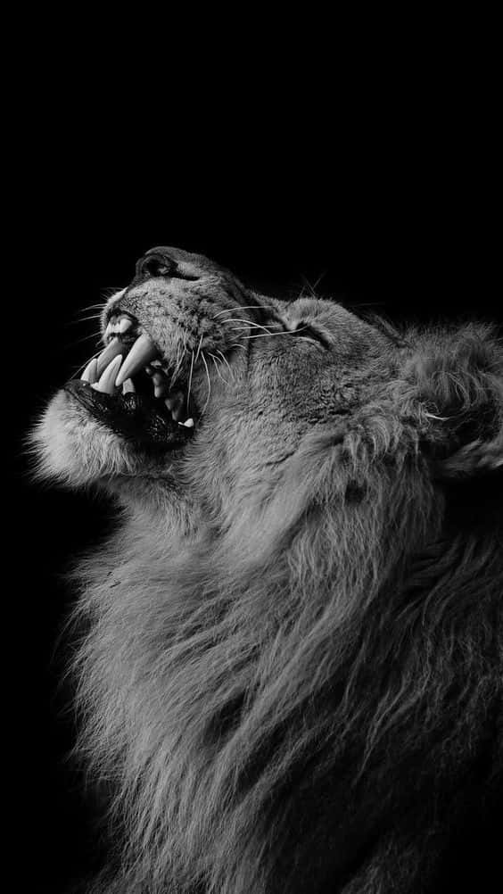 black and white lion, roaring, stark black background, SD Phone Wallpaper