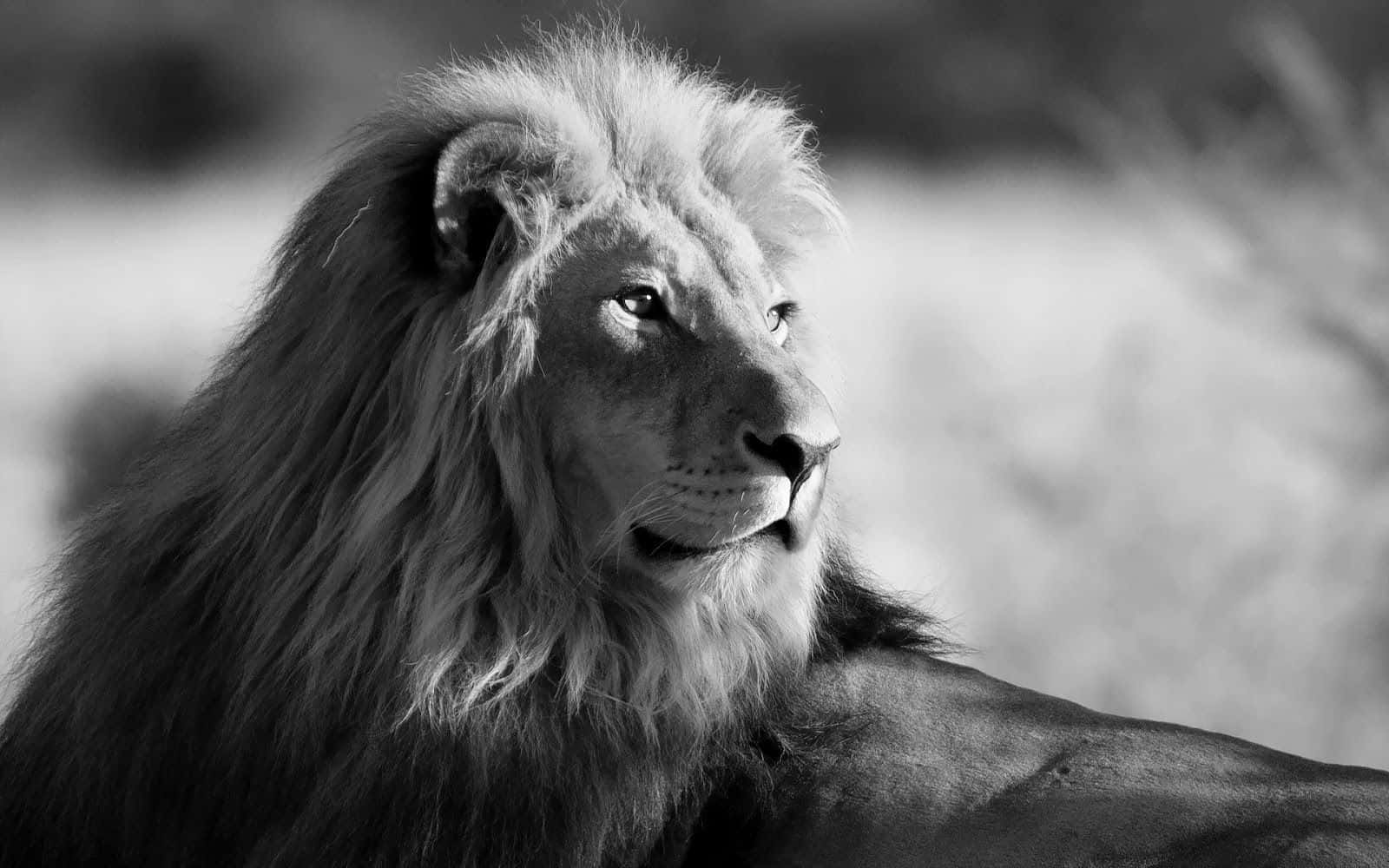 Black Lion, 1600 x 1000, black and white, HD Desktop Wallpaper