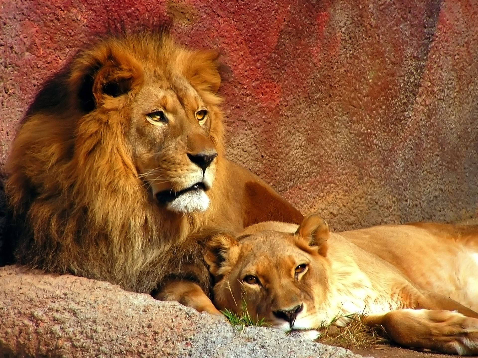 lion, lioness, rocky ledge, Full HD Desktop Wallpaper