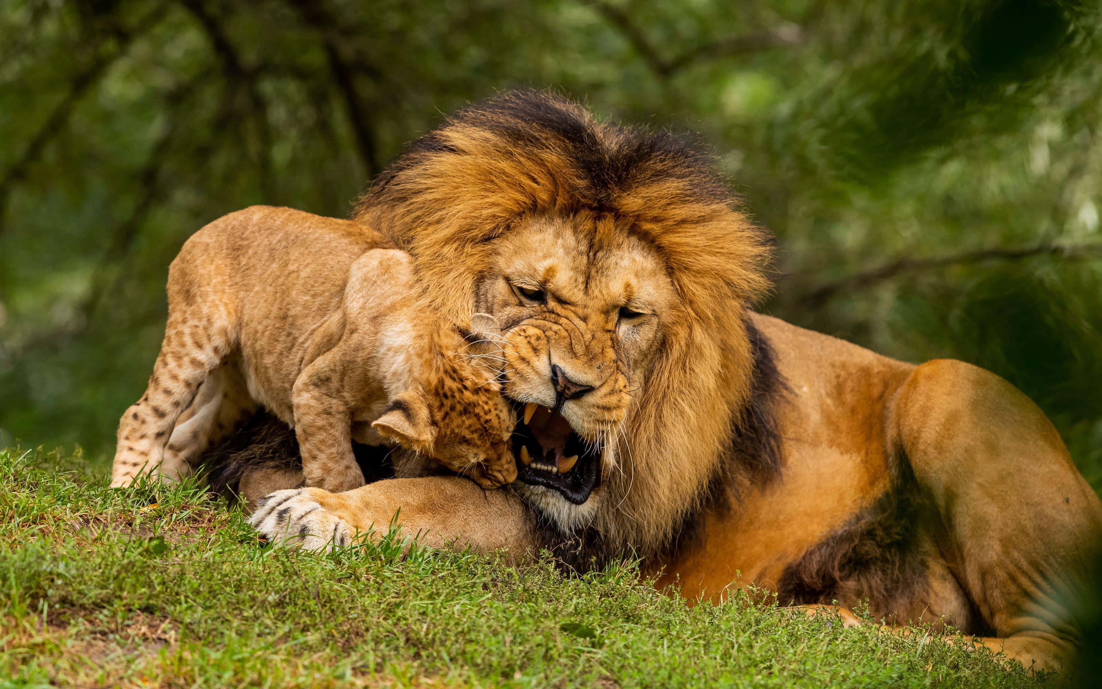 lion cub, lion father, grass, 4K Desktop Wallpaper
